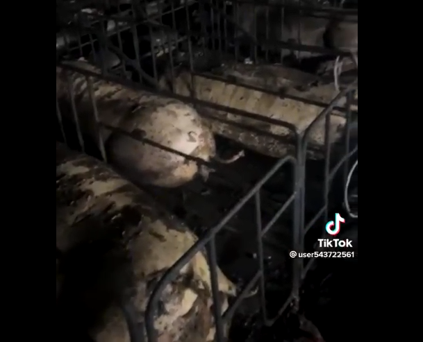 Những TikToker đưa tin giả gây xôn xao dư luận dịp Tết Nguyên đán Quý Mão 2023? Những TikToker đưa tin giả gây xôn xao dư luận dịp Tết Nguyên đán Quý Mão 2023?