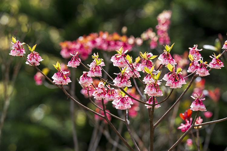 Chiêu đãi vô vàn trải nghiệm, Sun World Ba Na Hills hút khách du xuân Chiêu đãi vô vàn trải nghiệm, Sun World Ba Na Hills hút khách du xuân