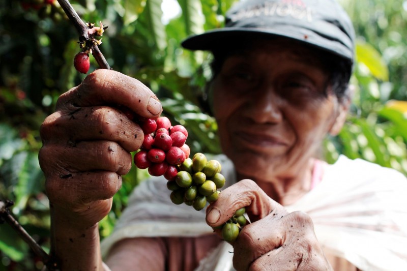 Giá cà phê hôm nay, 27/1: Giá cà phê trong nước tăng mạnh Giá cà phê hôm nay, 27/1: Giá cà phê trong nước tăng mạnh