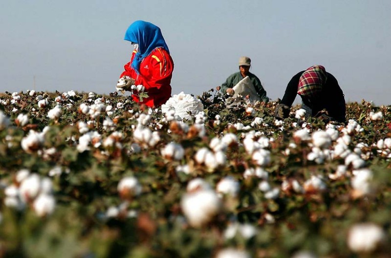 Thị trường bông sẽ tăng giá? Thị trường bông sẽ tăng giá?