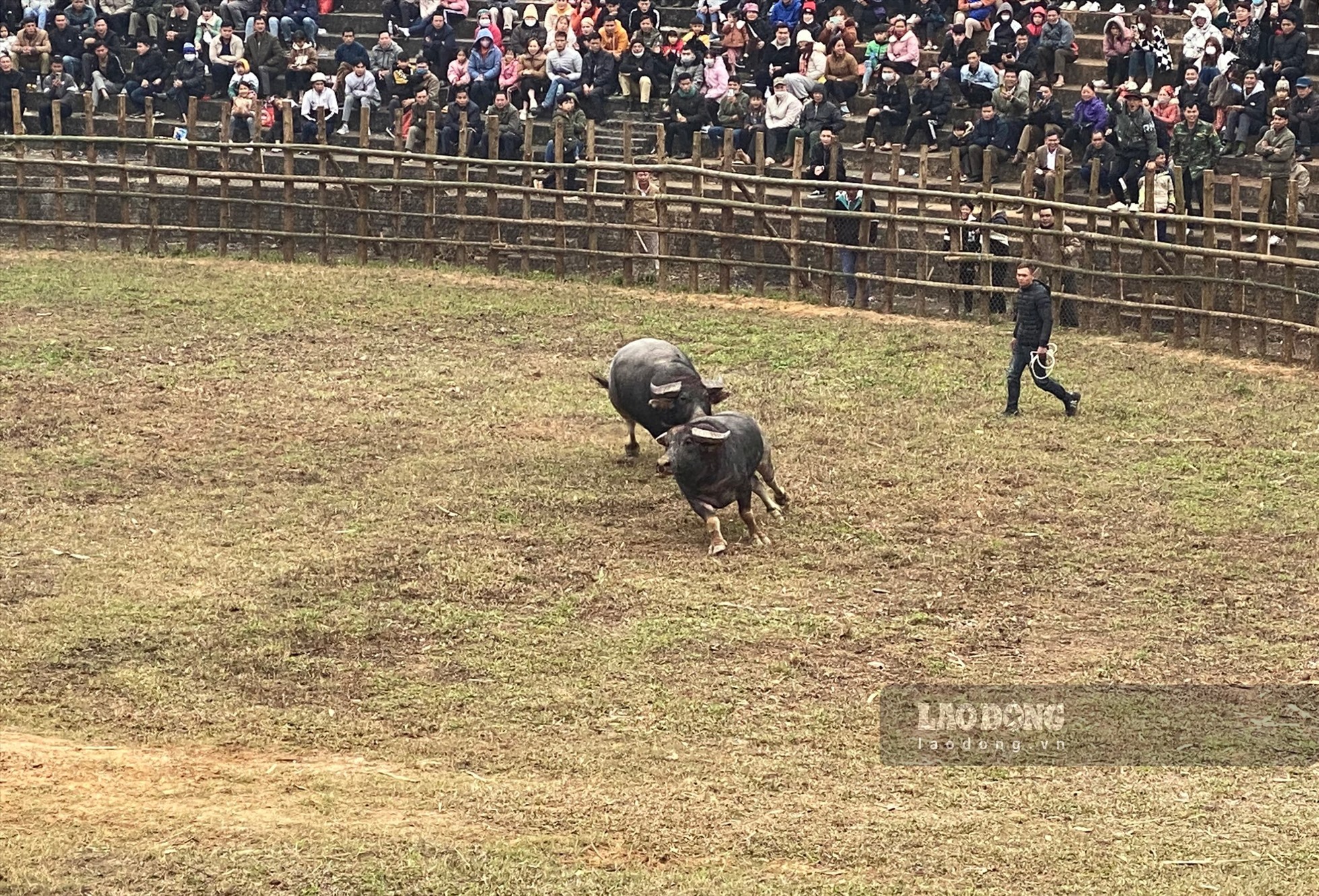 Sới chọi trâu được tổ chức vào ngày 26.1 (tức mùng 5 Tết Nguyên đán) với sự tham gia của 6 cặp trâu chọi đến từ các địa phương. Ảnh: Văn Đức.