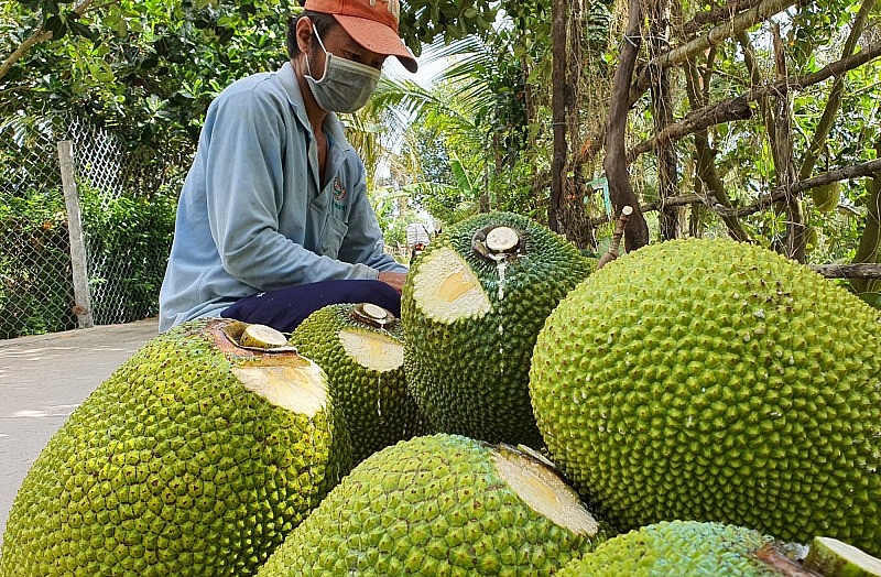 giá mít Thái đã tăng lên mỗi ngày, lập kỷ lục cao nhất trong vòng 5 năm nay.  giá mít Thái đã tăng lên mỗi ngày, lập kỷ lục cao nhất trong vòng 5 năm nay.