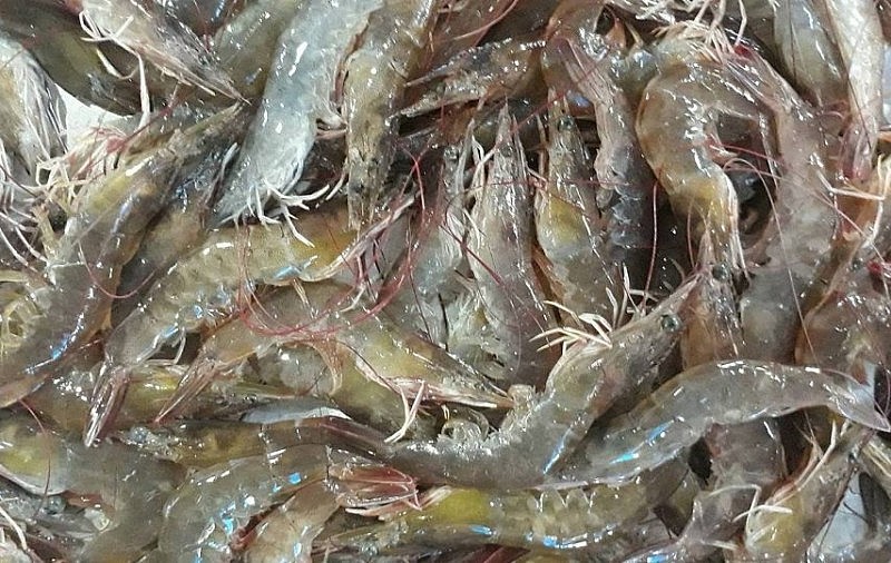 Tôm thẻ chân trắng đắt hàng sau Tết Tôm thẻ chân trắng đắt hàng sau Tết