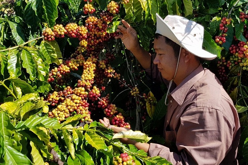 giá cà phê hôm nay giá cà phê hôm nay