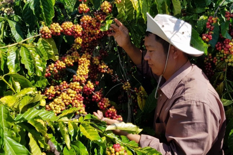 Giá cà phê hôm nay, 01/2: Giá cà phê trong nước giảm 300 đồng/kg Giá cà phê hôm nay, 01/2: Giá cà phê trong nước giảm 300 đồng/kg