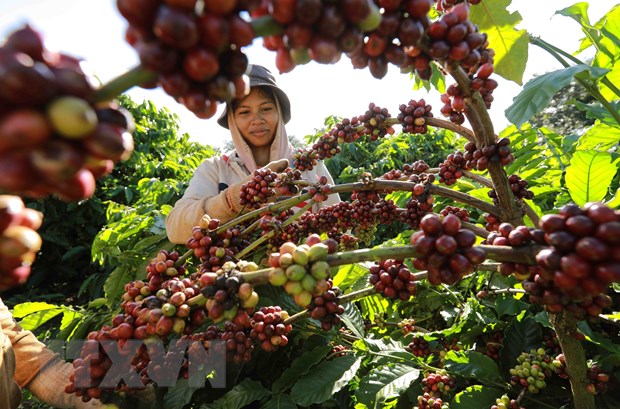 Lâm Đồng công nhận vùng sản xuất càphê ứng dụng công nghệ cao hình ảnh 1 Lam Dong cong nhan vung san xuat caphe ung dung cong nghe cao hinh anh 1