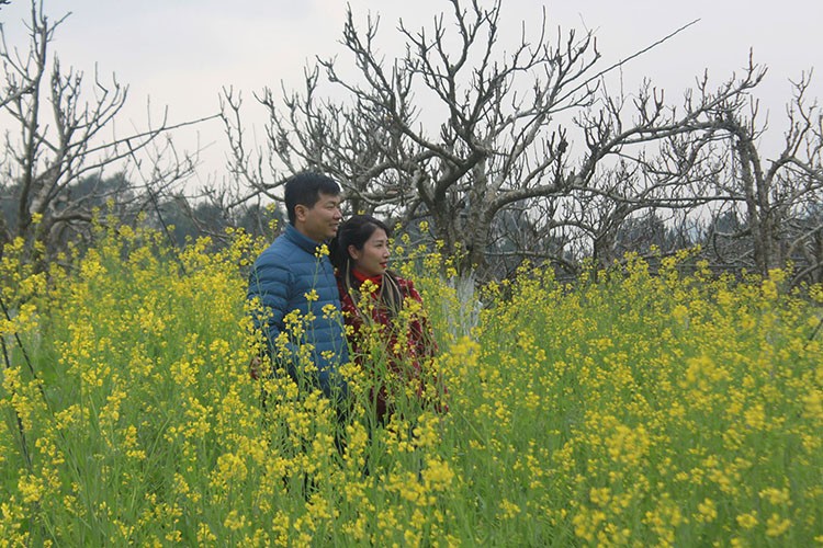 Cao nguyên trắng Bắc Hà - điểm đến hấp dẫn du xuân