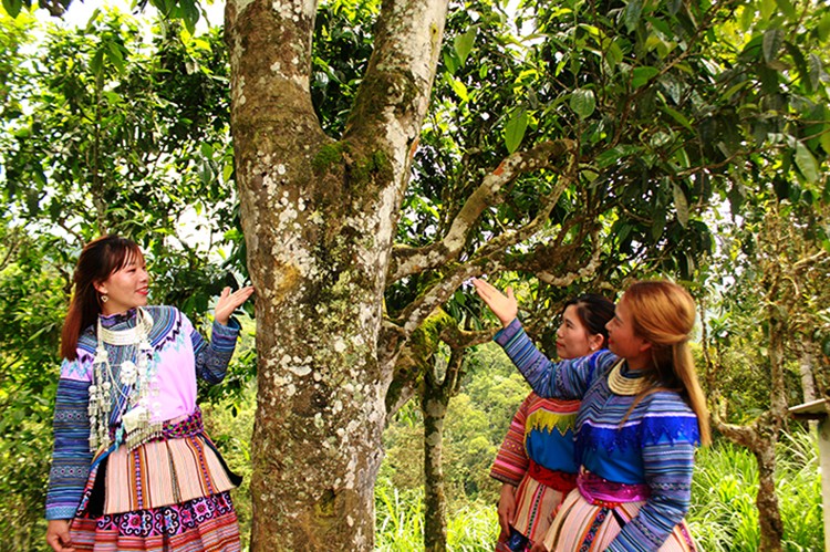 Cao nguyên trắng Bắc Hà - điểm đến hấp dẫn du xuân