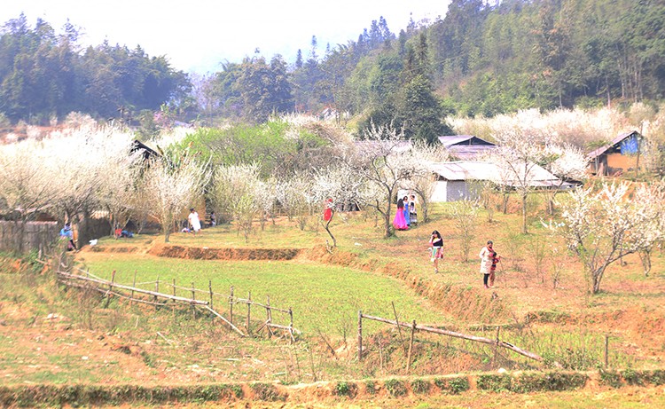 Cao nguyên trắng Bắc Hà - điểm đến hấp dẫn du xuân