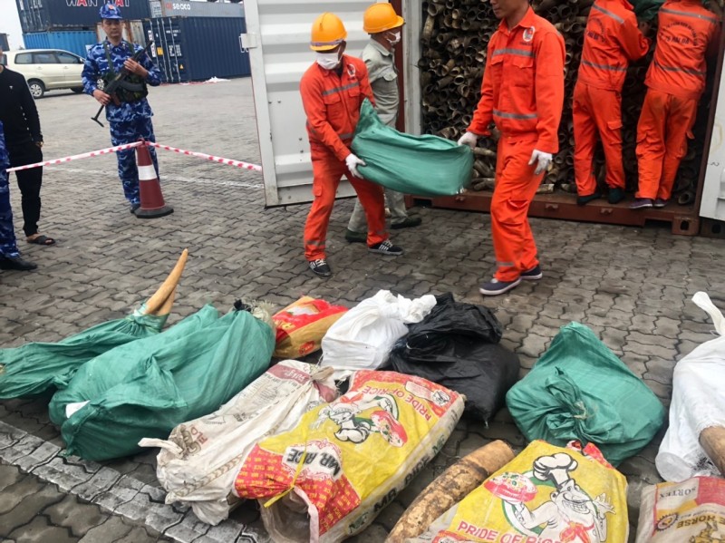 Cục Hải quan Hải Phòng bắt giữ gần 500 kg ngà voi nhập khẩu trái phép từ châu Phi Cục Hải quan Hải Phòng bắt giữ gần 500 kg ngà voi nhập khẩu trái phép từ châu Phi