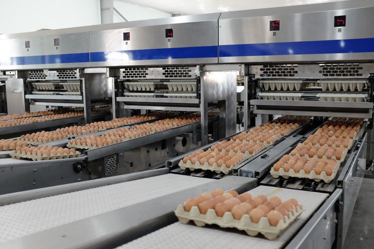 Hòa Phát ký hợp đồng gia công sản phẩm trứng gà sạch vào chuỗi các siêu thị WinMart Hòa Phát ký hợp đồng gia công sản phẩm trứng gà sạch vào chuỗi các siêu thị WinMart