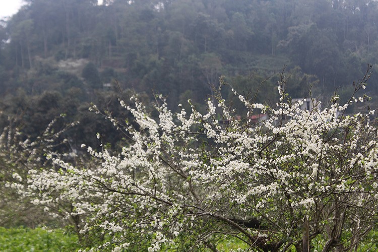 Mận tam hoa bung nở nhuộm sắc trắng tinh khôi miền cao nguyên trắng Bắc Hà Mận tam hoa bung nở nhuộm sắc trắng tinh khôi miền cao nguyên trắng Bắc Hà