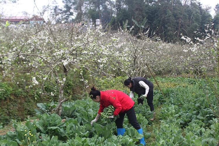 Mận tam hoa bung nở nhuộm sắc trắng tinh khôi miền cao nguyên trắng Bắc Hà Mận tam hoa bung nở nhuộm sắc trắng tinh khôi miền cao nguyên trắng Bắc Hà