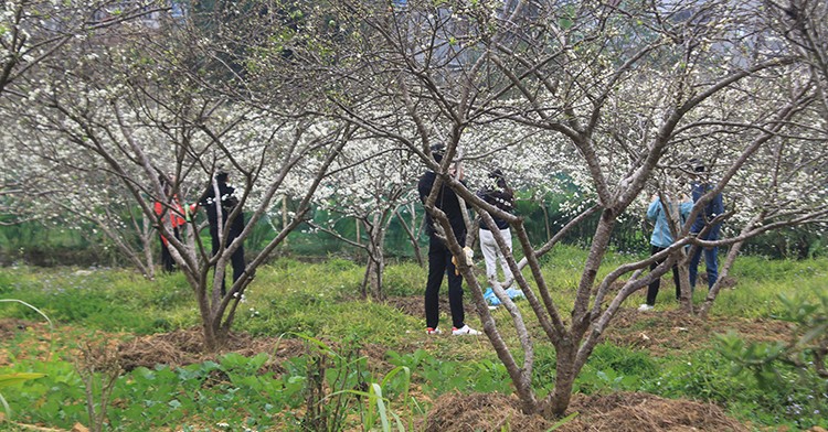Mận tam hoa bung nở nhuộm sắc trắng tinh khôi miền cao nguyên trắng Bắc Hà Mận tam hoa bung nở nhuộm sắc trắng tinh khôi miền cao nguyên trắng Bắc Hà