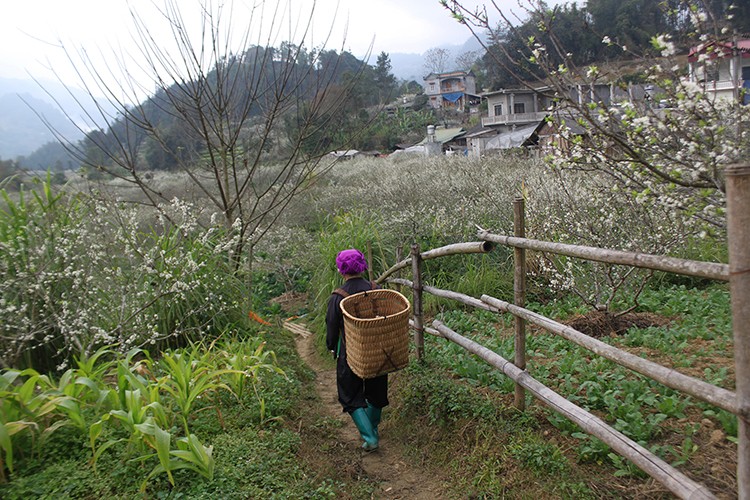 Mận tam hoa bung nở nhuộm sắc trắng tinh khôi miền cao nguyên trắng Bắc Hà Mận tam hoa bung nở nhuộm sắc trắng tinh khôi miền cao nguyên trắng Bắc Hà