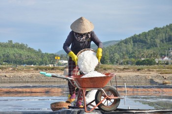 Quảng Ngãi: Giá muối tăng cao, diêm dân không còn muối để bán