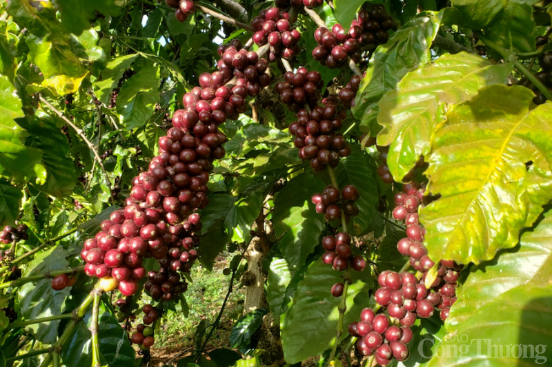 Giá cà phê hôm nay, 6/2: Giá cà phê dao động từ 42.400 – 42.800 đồng/kg