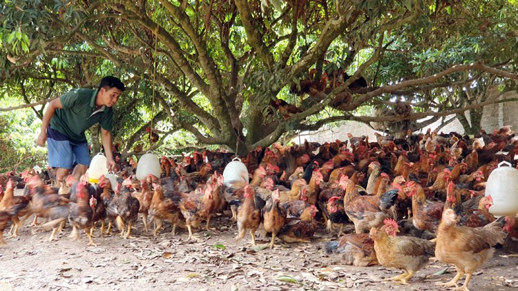 Sản phẩm OCOP Bắc Giang: Giúp người dân nâng cao thu nhập Sản phẩm OCOP Bắc Giang: Giúp người dân nâng cao thu nhập