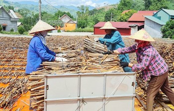 Lào Cai: Cây quế giúp xóa đói, giảm nghèo