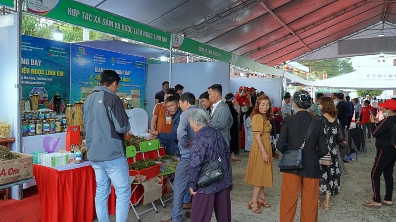 Kon Tum: Hội thi sâm Ngọc linh lần thứ nhất, nơi hội tụ những củ sâm quý