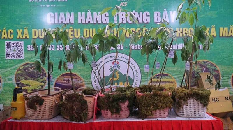 Kon Tum: Hội thi sâm Ngọc linh lần thứ nhất, nơi hội tụ những củ sâm quý