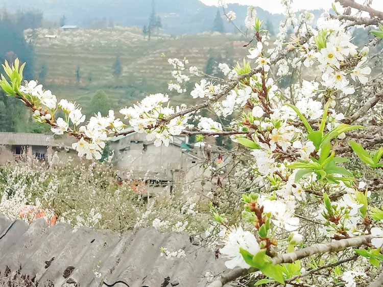 Tả Chải - điểm đến hấp dẫn miền cao nguyên trắng Bắc Hà Tả Chải - điểm đến hấp dẫn miền cao nguyên trắng Bắc Hà