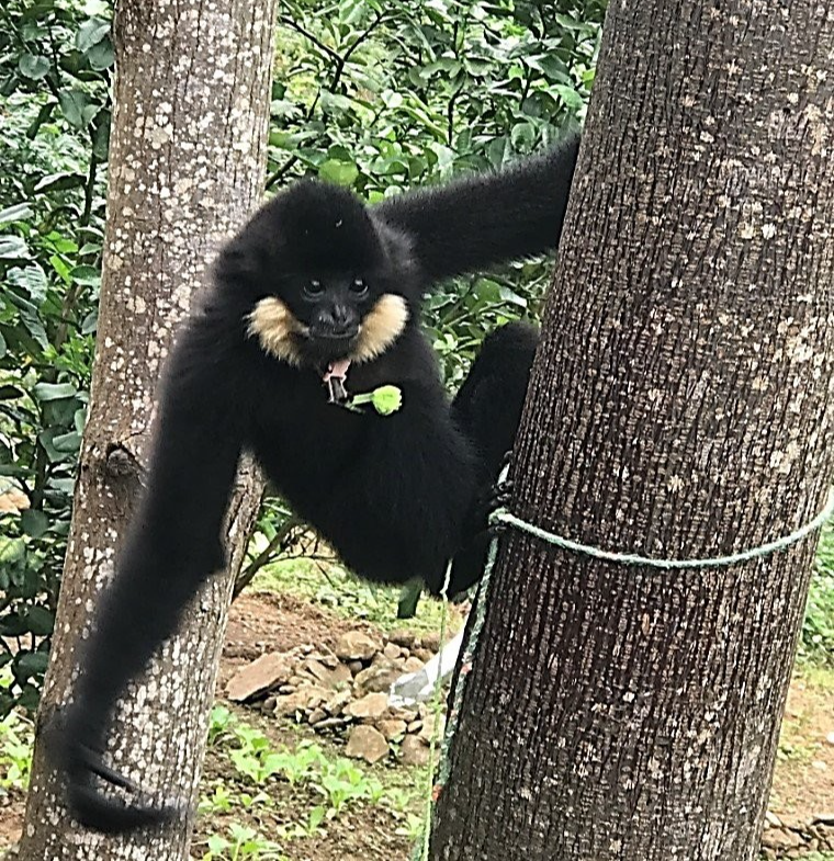 Cá thể vượn đen má hung được người dân phát hiện tại thành phố Đà Nẵng. Cá thể vượn đen má hung được người dân phát hiện tại thành phố Đà Nẵng.