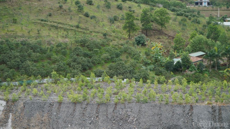 năm 2022 toàn Tập đoàn đã triển khai trồng cây phủ xanh, chống xói mòn, rửa trôi đất đá được trên 205 ha. năm 2022 toàn Tập đoàn đã triển khai trồng cây phủ xanh, chống xói mòn, rửa trôi đất đá được trên 205 ha.