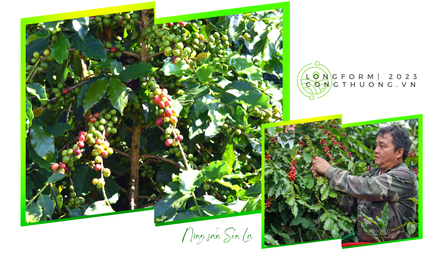 Longform | Nông sản Sơn La chinh phục thế giới Longform | Nông sản Sơn La chinh phục thế giới