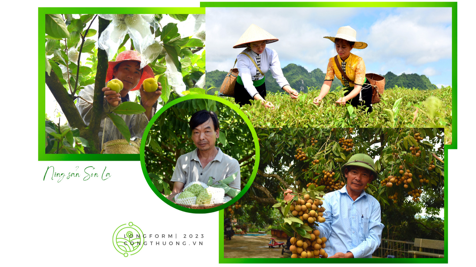 Longform | Nông sản Sơn La chinh phục thế giới Longform | Nông sản Sơn La chinh phục thế giới