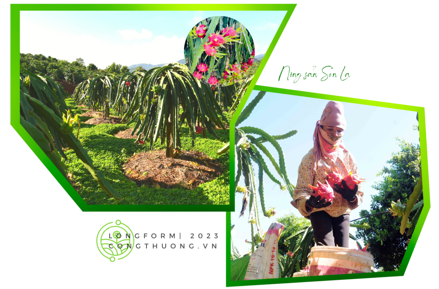 Longform | Nông sản Sơn La chinh phục thế giới Longform | Nông sản Sơn La chinh phục thế giới