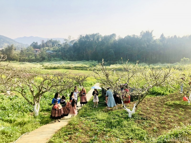 Lạc lối vào mùa hoa mận đẹp say lòng người trên cao nguyên trắng Bắc Hà