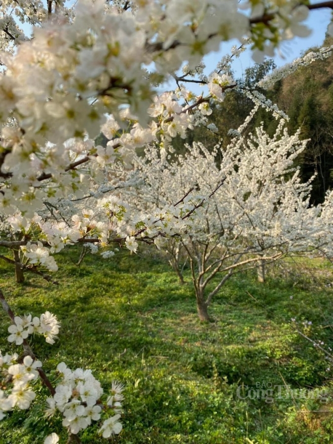 Lạc lối vào mùa hoa mận đẹp say lòng người trên cao nguyên trắng Bắc Hà