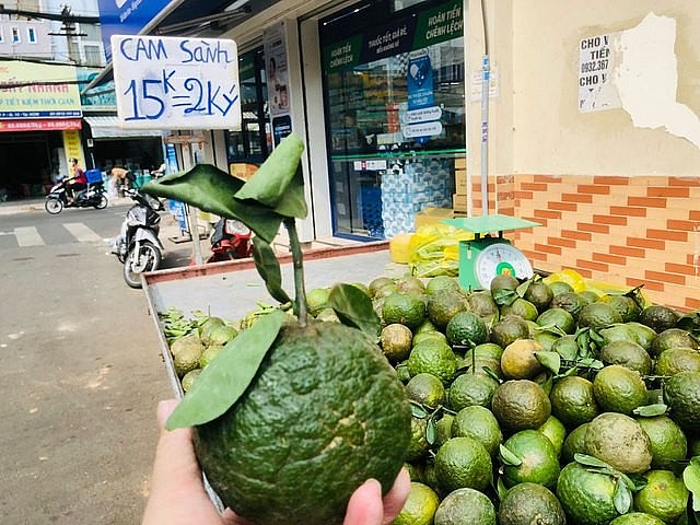 Đến lượt cam sành rớt giá mạnh Đến lượt cam sành rớt giá mạnh