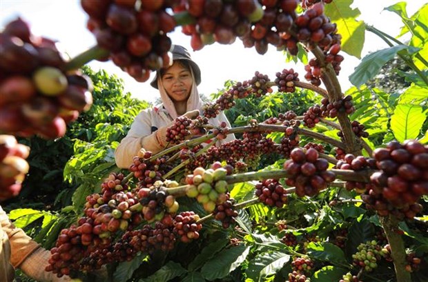 Bước chuyển mạnh sang sản xuất càphê bền vững, giá trị cao hơn hình ảnh 2 Buoc chuyen manh sang san xuat caphe ben vung, gia tri cao hon hinh anh 2