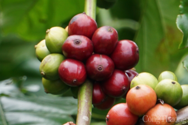 Giá cà phê hôm nay, 20/2: Giá cà phê tiến tới mốc 46.000 đồng/kg Giá cà phê hôm nay, 20/2: Giá cà phê tiến tới mốc 46.000 đồng/kg