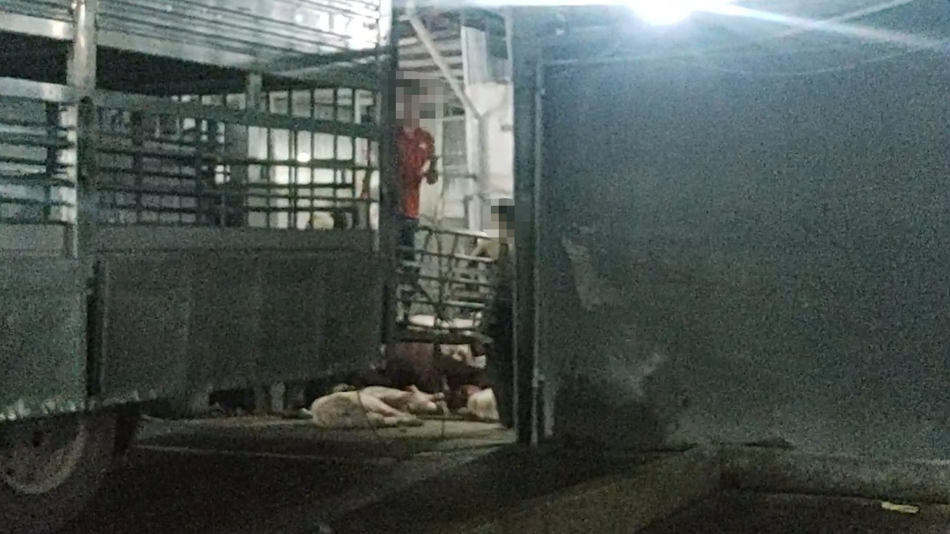 Xe heo về lò mổ nhưng không thấy cán bộ thú y đến kiểm soát việc xuống heo, để cho nhân viên lò mổ tự “kiểm soát“.