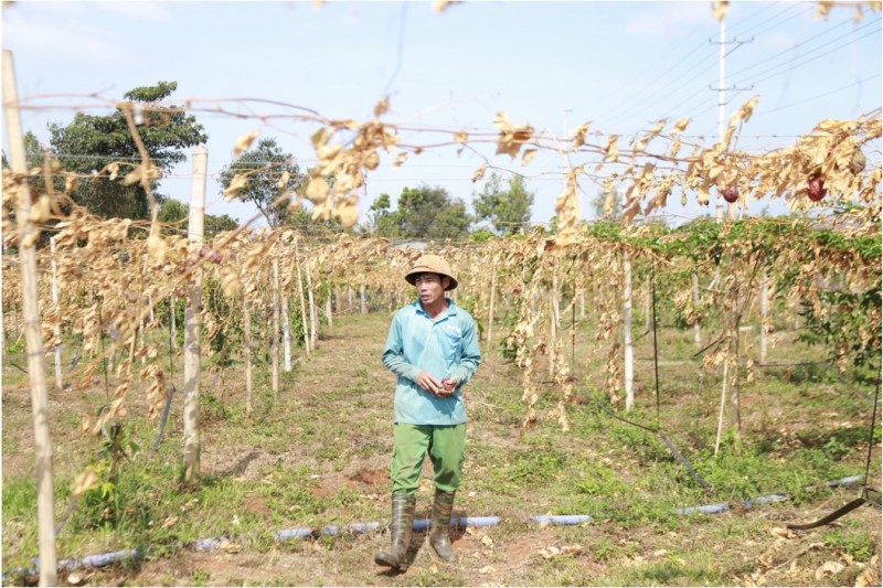 undefined Gần 500 gốc chanh dây của gia đình ông Trần Anh Hảo (trú tại xã Ia Pếch, huyện Ia Grai, tỉnh Gia Lai) bị chết hoàn toàn.