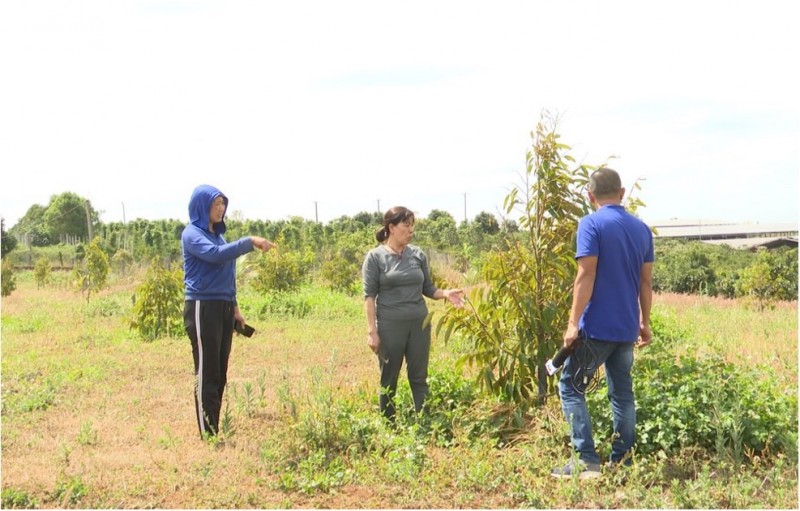 undefined Hiện có khoảng 24 cây sầu riêng ở vườn bà Cúc đang dần vàng, rụng lá, thân cây nơi vết cạo .