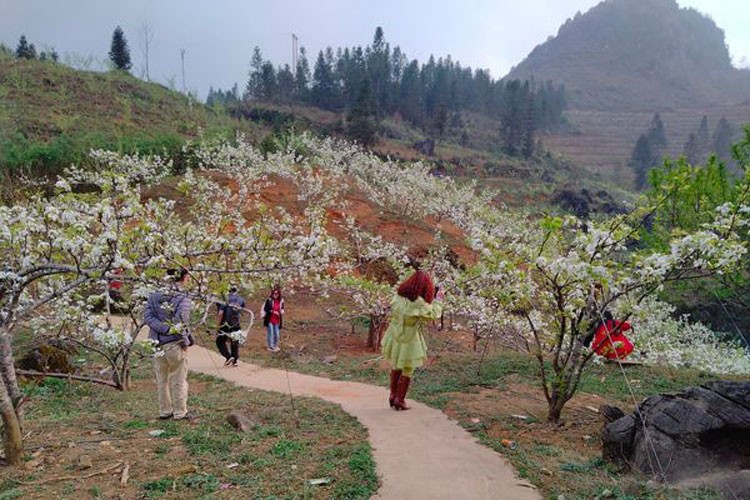 Lào Cai sắp diễn ra Lễ hội hoa lê trắng biên cương Si Ma Cai lần thứ 2 năm 2023 Lào Cai sắp diễn ra Lễ hội hoa lê trắng biên cương Si Ma Cai lần thứ 2 năm 2023