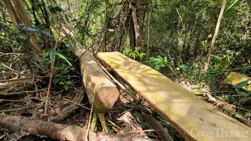 Gia Lai: Cận cảnh hiện trường vụ phá rừng tại huyện Kông Chro Gia Lai: Cận cảnh hiện trường vụ phá rừng tại huyện Kông Chro