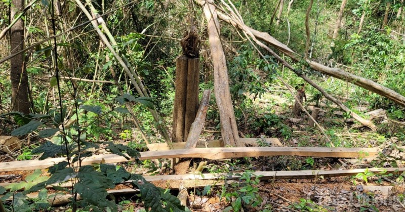 Gia Lai: Cận cảnh hiện trường vụ phá rừng tại huyện Kông Chro Gia Lai: Cận cảnh hiện trường vụ phá rừng tại huyện Kông Chro