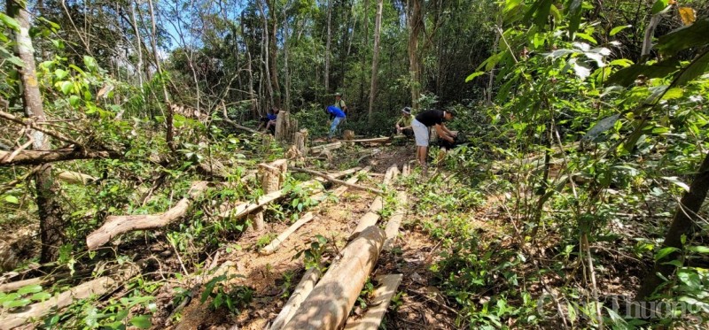 Gia Lai: Cận cảnh hiện trường vụ phá rừng tại huyện Kông Chro Gia Lai: Cận cảnh hiện trường vụ phá rừng tại huyện Kông Chro