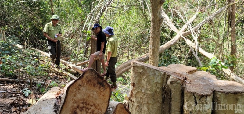 Gia Lai: Cận cảnh hiện trường vụ phá rừng tại huyện Kông Chro Gia Lai: Cận cảnh hiện trường vụ phá rừng tại huyện Kông Chro