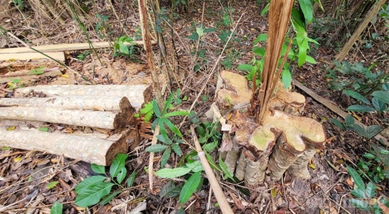 Gia Lai: Cận cảnh hiện trường vụ phá rừng tại huyện Kông Chro Gia Lai: Cận cảnh hiện trường vụ phá rừng tại huyện Kông Chro