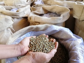 Giá cà phê hôm nay, 26/2: Giá cà phê trong nước giảm 200 đồng/kg