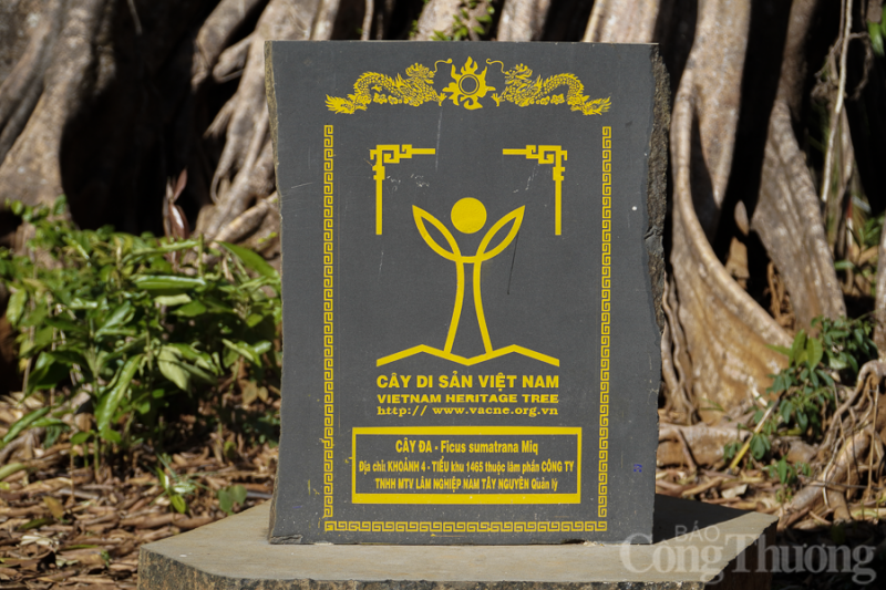 Ngắm cây đa di sản 300 năm tuổi nơi biên giới tỉnh Đắk Nông