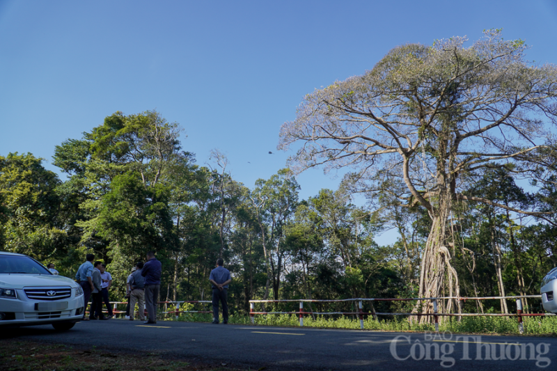 Ngắm cây đa di sản 300 năm tuổi nơi biên giới tỉnh Đắk Nông