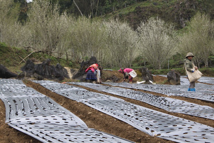 Lào Cai: Nông dân vùng cao Bắc Hà vui mùa trồng cây dược liệu cát cánh Lào Cai: Nông dân vùng cao Bắc Hà vui mùa trồng cây dược liệu cát cánh