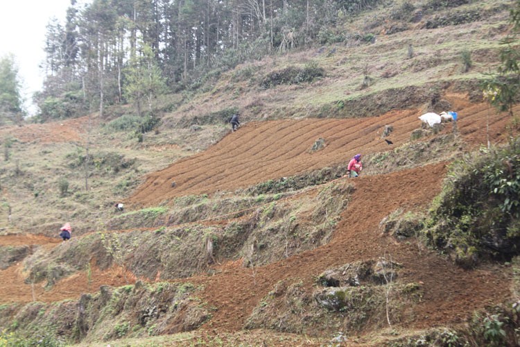 Lào Cai: Nông dân vùng cao Bắc Hà vui mùa trồng cây dược liệu cát cánh Lào Cai: Nông dân vùng cao Bắc Hà vui mùa trồng cây dược liệu cát cánh